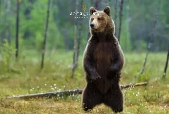 Anche gli orsi non resistono al miele abruzzese